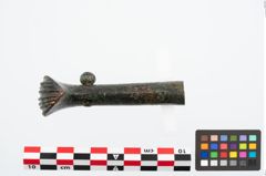 Foto von Bronzeortband (NHMW-PRAE-025481)
